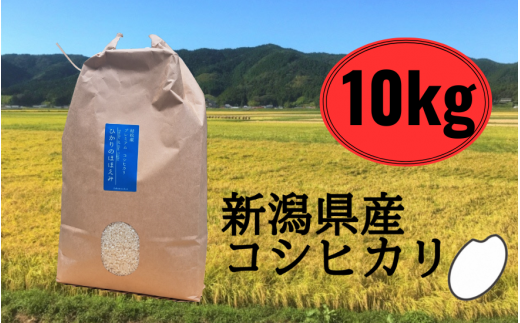 新米〈隔月3回定期便〉 令和6年産 五泉産 コシヒカリ 精米 10kg (10kg×1袋) 新潟県 五泉市 株式会社蛇場農産 - 新潟県五泉市｜ふるさとチョイス  - ふるさと納税サイト