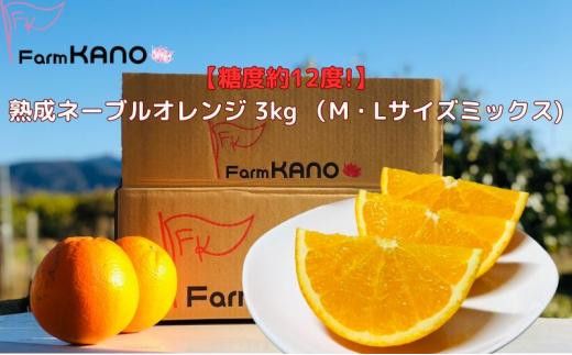 糖度約12度！熟成ネーブルオレンジ 3kg (Mサイズ以上ミックス)フルーツ
