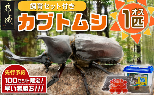 先行受付☆2025年6月以降お届け】カブトムシ(飼育セット付き) ※限定100セット※_LG-3311_ (都城市)国産カブトムシ オス 飼育セッ  ト夏休み 子ども ゼリー 自由研究 プレゼント - 宮崎県都城市｜ふるさとチョイス - ふるさと納税サイト