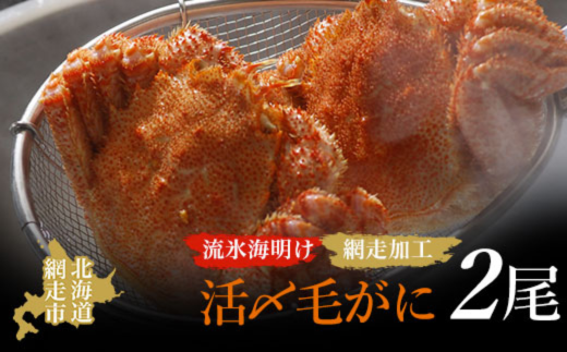 先行予約】流氷海明け活〆毛がに2尾（冷蔵便）【2026年4月中旬～発送