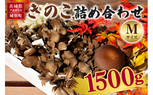 y錧߉ώsẑ̋lߍ킹 MTCY 1.5Kg 錧ʕԗi 闢Y  ő ё  ͂Ȃт S͔| ͔|Ԓ_sgp S S h{Lx 