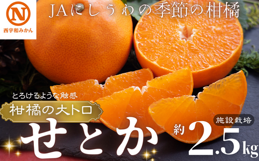 JAにしうわの季節の柑橘(八幡浜共選「濱ノ姫」約5kg)＜D08-41＞【1443319】 - 愛媛県八幡浜市｜ふるさとチョイス - ふるさと納税サイト