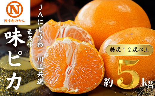 JAにしうわの季節の柑橘(川上共選 味ピカ5kg)＜E08-24＞【1443302