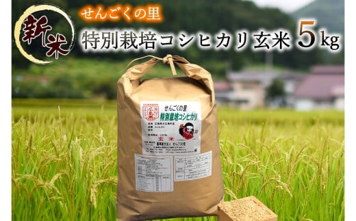 令和5年産 特別栽培 せんごくコシヒカリ 玄米5kg - 広島県北広島町｜ふるさとチョイス - ふるさと納税サイト