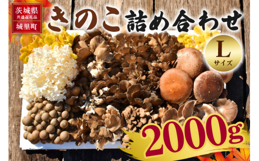 きのこの詰め合わせ Ｌサイズ 2Kg 茨城県共通返礼品 城里町産 舞茸 椎茸 あわび茸 たもぎ茸 はなびら茸 完全室内栽培 栽培期間中農薬不使用 安心  安全 栄養豊富 こだわりのキノコ詰め合わせ 直送 新鮮 旬 おすすめ セット 贈り物 - 茨城県那珂市｜ふるさとチョイス ...