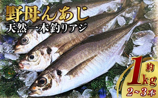 天然 一本釣り アジ【野母んあじ】 2～3本 約1kg 鯵 あじ 刺身 焼き魚 鮮魚 海産物 魚介 お魚 長崎 - 長崎県長崎市｜ふるさとチョイス -  ふるさと納税サイト