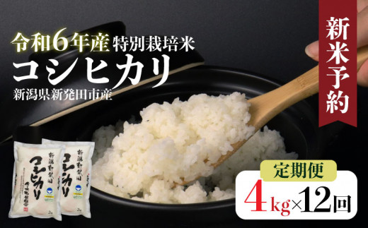 定期便】令和6年産 新潟県産 特別栽培米コシヒカリ 2㎏×2袋×12か月 定期便 米 白米 ご飯 料理 おにぎり 弁当 新潟県 新潟産 新発田産  コシヒカリ 佐々木耕起組合 2kg 12ヵ月 2袋 定期便 特別栽培米 新潟県 新発田市 - 新潟県新発田市｜ふるさとチョイス - ふるさと納税サイト