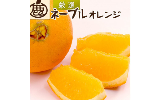 先行予約］厳選 ネーブルオレンジ1kg+250g（傷み補償分）［光センサー