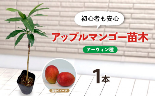 マンゴー苗木★ アーウィン(アップルマンゴー) ★ 接ぎ木苗 settuti1.jpg