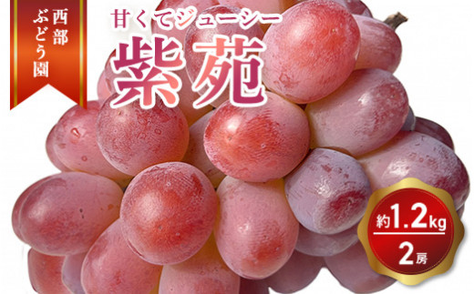 西部ぶどう園 紫苑2房 約1.2kg 葡萄 フルーツ 果物【 皮ごと パリッ 