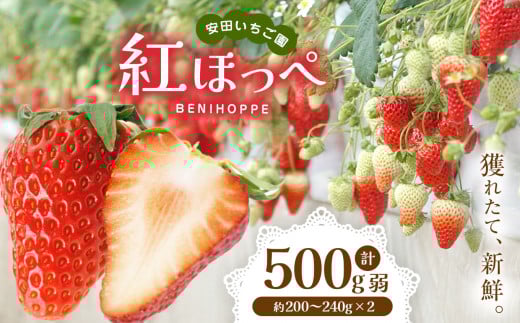 ytNÎsz y 2026N s\ z gق 2pbN Zbg c |  t[c ʕ   C`S   嗱 t NÎs