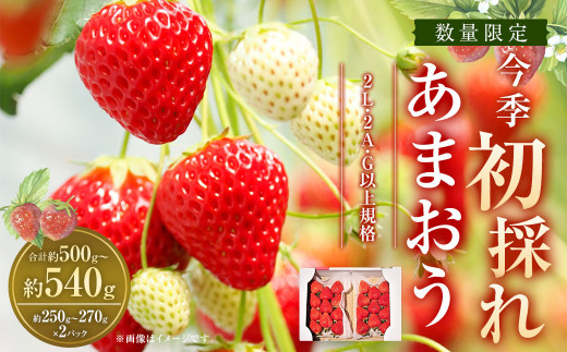 特別栽培】うるう農園 冷凍あまおう 2kg 【2025年2月上旬より 特別栽培】うるう農園 冷凍あまおう 2kg 【2025年2月上旬より