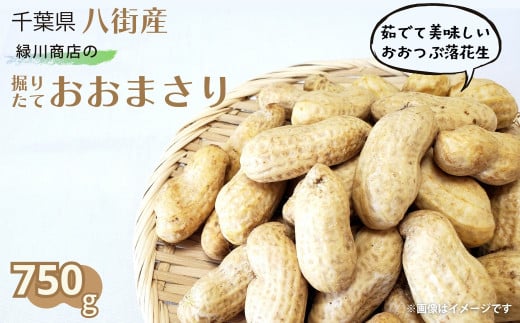 掘りたて 生落花生 「 おおまさり 」750g （250g×3袋） 緑川商店 八街産落花生 落花生おおまさり 落花生千葉県 落花生生 新豆 令和6年度産  - 千葉県八街市｜ふるさとチョイス - ふるさと納税サイト