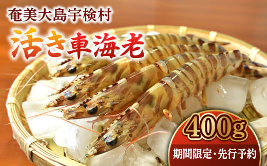 【12/1～出荷開始・先行予約】活き車海老 (400g )車えび 魚介 エビ 海鮮 刺身 人気 くるまえび 奄美大島 宇検村 鹿児島 -  鹿児島県宇検村｜ふるさとチョイス - ふるさと納税サイト