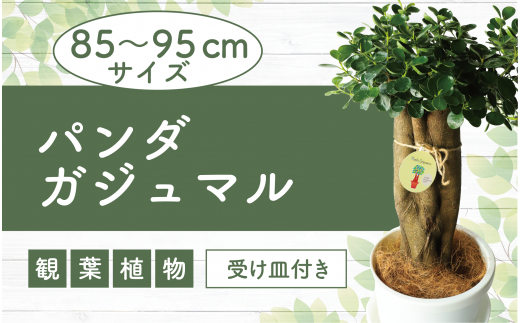 2025年2月上旬～発送【観葉植物】パンダガジュマル85cm～95cm リン鉢(前園植物園/110-1448) 南国鹿児島県で育った 観葉植物！植物  鉢付 インテリア 室内 オフィス おしゃれ プレゼント ギフト 開店祝い 移転祝い マイナスイオン【配送不可地域：北海道 ...