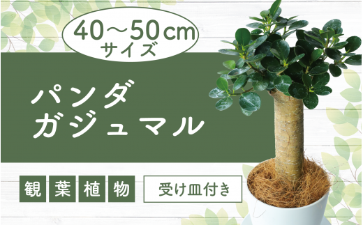 観葉植物】パンダガジュマル40cm～50cm(前園植物園/025-1449) 南国鹿児島県で育った 観葉植物！植物 鉢付 インテリア 室内 オフィス  おしゃれ プレゼント ギフト 開店祝い 移転祝い マイナスイオン【配送不可地域：北海道・沖縄県・離島】 - 鹿児島県指宿市｜ふるさと ...