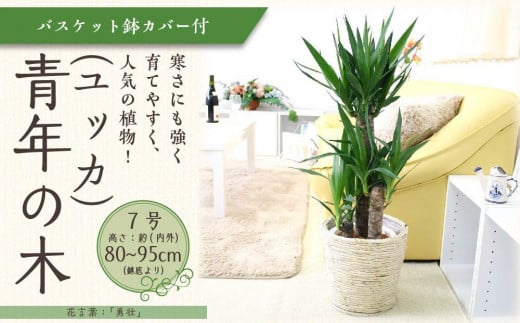 観葉植物】青年の木（ユッカ） 7号 ホワイトバスケット鉢カバー 土の表面：ウッドチップ 【観葉植物 植物 鉢付 インテリア 部屋 室内 オフィス 癒し  エコ グリーン マイナスイオン リラックス オシャレ おしゃれ ギフト プレゼント 贈り物 人気 おすすめ 福岡県筑前町 ...