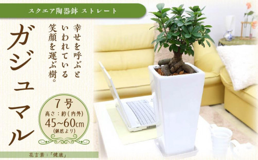 観葉植物】幸せを見守る樹 ガジュマル 7号 スクエア陶器鉢 ストレート 高さ:約45cm～60cm内外 【観葉植物 植物 鉢付 インテリア 部屋 室内  オフィス 癒し エコ グリーン マイナスイオン リラックス オシャレ おしゃれ ギフト プレゼント 贈り物 人気 おすすめ 福岡県筑前 ...