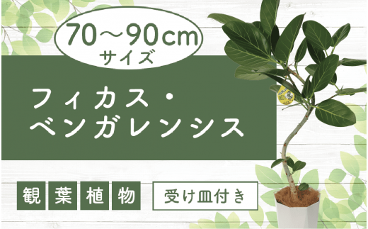 2025年4月上旬～発送【観葉植物】フィカス・ベンガレンシス曲がり70cm～90cm(鎌ヶ迫園芸場/014-1466) 観葉植物 植物 鉢付  インテリア 室内 オフィス おしゃれ プレゼント ギフト 開店祝い 移転祝い マイナスイオン【配送不可地域：北海道・沖縄県・離島】 - 鹿児島県指宿  ...