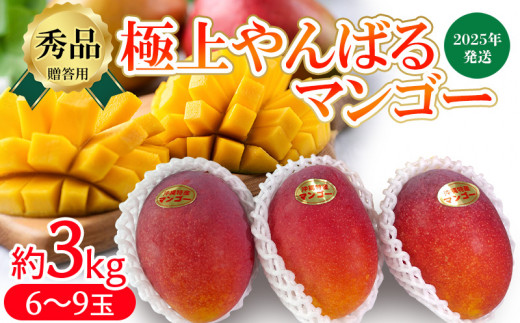 2025年発送【贈答用】極上やんばるマンゴー約3kg【秀品】 完熟 