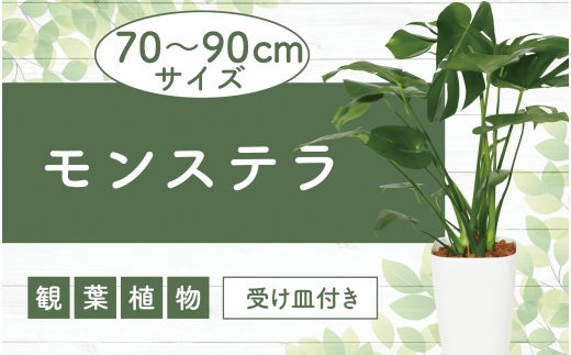 2025年3月上旬～発送【観葉植物】モンステラ70cm～90cm(緑の中道/025-1486) 8号 南国鹿児島県で育った 観葉植物！植物 鉢付  インテリア 室内 オフィス おしゃれ プレゼント ギフト 開店祝い 移転祝い マイナスイオン【配送不可地域：北海道・沖縄県・離島】 - 鹿児島県 ...