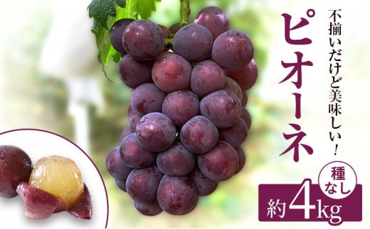 yRsz[5615-0165]󂠂 ҕ  j[ sI[l ƒp tl 4kg RY Ԃǂ  ʕ t[c 2026N s\ ʕ