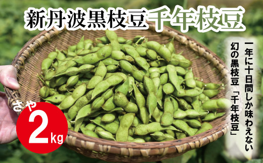 枝豆ページ❷ t丹波一番黒枝豆 （丹波の早生黒枝豆） 夏お届けの丹波の枝豆