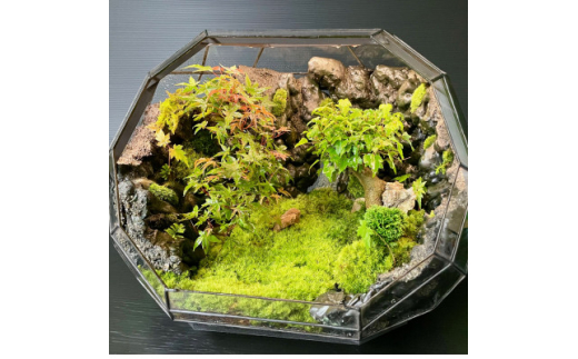 苔テラリウム【1540596】 - 大阪府能勢町｜ふるさとチョイス