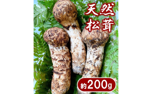 【期間限定】 岩手県産 松茸 天然 約200g 国産 北三陸 厳選 数量限定