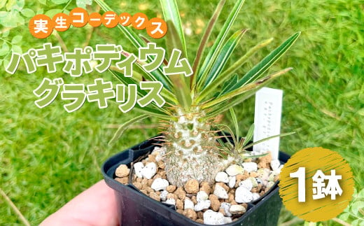 実生コーデックス(塊根植物)パキポディウムグラキリス1鉢【数量限定 観葉植物 鉢植 塊根植物 球根植物 インテリア 新生活 一人暮らし 単身赴任  模様変え 家庭用 記念日 プレゼント オリジナル培養土】 - 島根県益田市｜ふるさとチョイス - ふるさと納税サイト