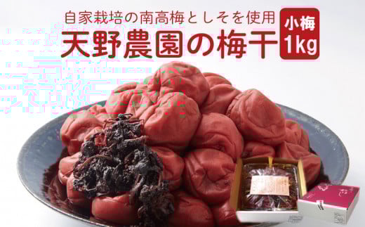 明日の収穫分　小梅　１０キロ 広島県産 先行予約 】 天野農園の梅干1kg（小梅） 《 2025年10月中旬
