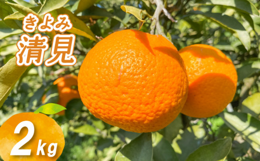 yQRszy2026N2{蔭z_͔| 2kg