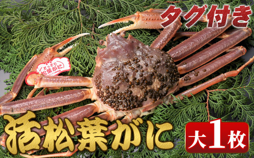 【鳥取県境港市】<11月中旬〜2月下旬配送予定><タグ付き>鳥取県産活松葉がに(大1枚)【sm-AM012】【モリイ食品】