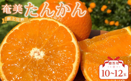 奄美大島たんかん　家庭用　12キロ 奄美大島たんかん 家庭用 12キロ 【公式通販】