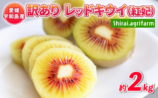 訳あり キウイ 紅妃 レッドキウイ 2kg 先行予約 Shirai.agrifarm わけ 