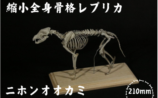 ニホンオオカミ】 縮小 全身骨格レプリカ / レプリカ 標本 コレクション プラモデル 動物標本 骨格レプリカ 狼 フィギュア インテリア 模型 動物  博物館 骨格 頭蓋骨 ミニチュア 3Dプリント 【anf004】 - 和歌山県紀美野町｜ふるさとチョイス - ふるさと納税サイト