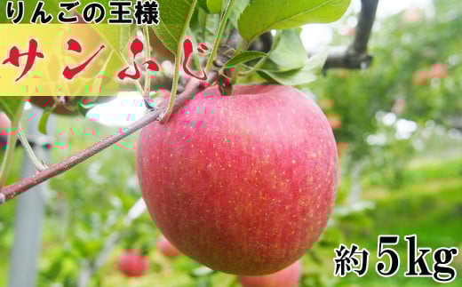 y茧Ԋsz\t񂲂̉lTӂi16?20ʁj5kg󂠂聄 y541z