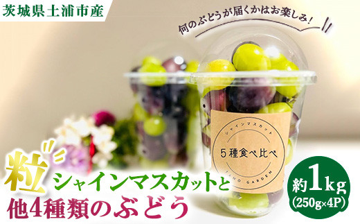 y錧yYszVC}XJbgƑ4ނ̂Ԃǂij1.0kgi250g×4Pj@ւ̔zs@2025N9{`10{ɏ\