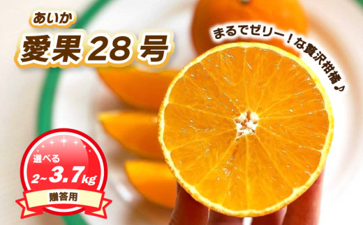 贈答用 愛果28号 (紅まどんな と同品種) 2kg / 3.7kg 数量選択可