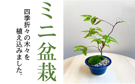 ミニ盆栽【1.2-23】 - 三重県松阪市｜ふるさとチョイス - ふるさと納税