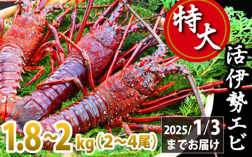 年内発送 12月末までにお届け 特大活伊勢エビ1.8kg～2kg（2～4尾）（10/11～2025/1/3までお届け ※申込締切12/22） えび  エビ いせえび イセエビ 高級 鮮魚 海鮮 産地直送 魚介 刺身 焼き物 汁物 ギフト 贈答 贈り物 祝い お祝い 歳暮 中元