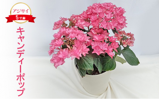先行予約】アジサイ キャンディーポップ ｜ 花 紫陽花 5寸鉢 八重咲