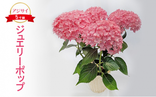 先行予約】アジサイ ジュエリーポップ ｜ 花 紫陽花 5寸鉢 八重咲