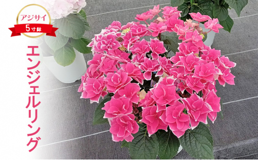 アジサイ 5寸4種5鉢 紫陽花 （特選】 アジサイ 5寸6種6鉢 紫陽花