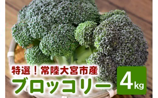 y錧헤{szIubR[ 4kg 쐣_ ho1418