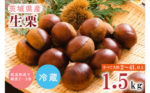 【数量・期間限定】茨城県産生栗 すべて大粒2L～4L 1.5kg 低温熟成で糖度2～3倍【くり 栗 焼き栗 渋皮煮 栗きんとん 栗ご飯 秋 茨城県産  果物 果樹 水戸市 （HG-4） - 茨城県水戸市｜ふるさとチョイス - ふるさと納税サイト