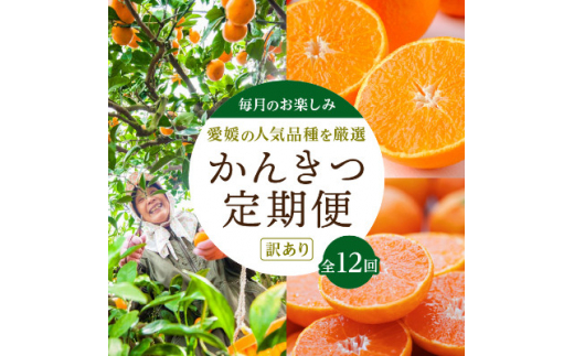 発送月固定定期便＞愛媛の人気品種を厳選!みかん定期便(訳あり)＜H25
