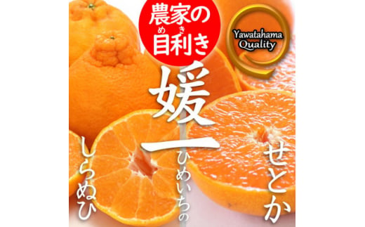 2024年11月以降発送＞ゼリーのような食感!「媛一まどんな」約2.5kg入＜C28-42＞_ マドンナ 紅まどんな 柑橘 柑橘類 ミカン みかん  フルーツ 果物 くだもの 人気 美味しい 愛媛県 八幡浜 ふるさと 【1437098】 - 愛媛県八幡浜市｜ふるさとチョイス - ふるさと納税サイト