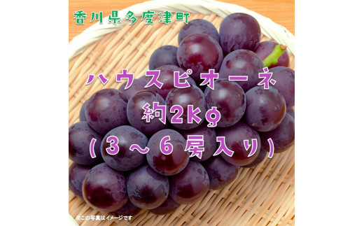 ハウスピオーネ 約２kg【令和7年7月下旬発送！予約受付中】【B-15】 - 香川県多度津町｜ふるさとチョイス - ふるさと納税サイト