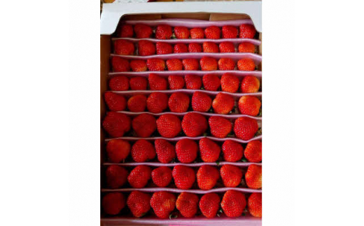 y݂悵zAXJr[NԐlC!TCYCsC`S!y1501993z